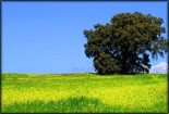 Primavera familiar